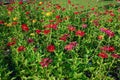 Common Zinnia (Zinnia elegans) in garden. closeup, top view flower. pink flower Royalty Free Stock Photo