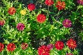 Common Zinnia (Zinnia elegans) in garden. closeup, top view flower. pink flower Royalty Free Stock Photo