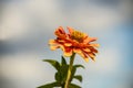 Common Zinnia flower on a cloudy sky Royalty Free Stock Photo