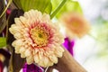 A common zinnia flower Royalty Free Stock Photo