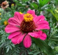 Common Zinnia pink flower in a summer garden Royalty Free Stock Photo