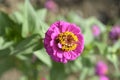 Common zinnia