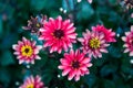 Common zinnia red flower surrounded by green leafes Royalty Free Stock Photo