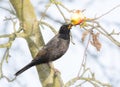 Commonb blackbird eating in an apple tree