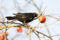 Commonb blackbird eating in an apple tree