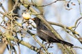 Commonb blackbird eating in an apple tree