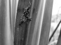 Commond ants on craspedia under the sunlight on a leaf with a blurry free photo Royalty Free Stock Photo