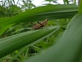 Commond grasshopper on craspedia under the sunlight in a garden with a blurry free photo Royalty Free Stock Photo