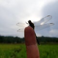 Commond dragonfly on craspedia under the sunlight on a finger with a blurry free photo Royalty Free Stock Photo