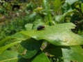 Commond fly on craspedia under the sunlight on a leaf with a blurry free photo Royalty Free Stock Photo