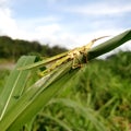 Commond grasshopper on craspedia under the sunlight on a grass with a blurry free photo Royalty Free Stock Photo