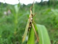 Commond grasshopper on craspedia under the sunlight on a leaf with a blurry free photo Royalty Free Stock Photo