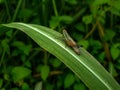 Commond grasshopper on craspedia under the sunlight on a leaf with a blurry free photo Royalty Free Stock Photo