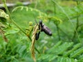 Commond insect on craspedia under the sunlight on a leaves with a blurry free photo Royalty Free Stock Photo