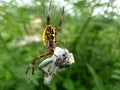 Commond spider on craspedia under the sunlight on a leaves with a blurry free photo Royalty Free Stock Photo