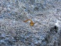 Commond sap on craspedia under the sunlight on a stone with a blurry free photo Royalty Free Stock Photo