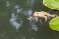 Common Toad Swimming in Nature Environment Royalty Free Stock Photo