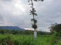 Commond tree on craspedia under the sunlight on a farm with a blurry free photo Royalty Free Stock Photo
