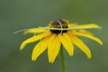 Commond Walking Stick on a Black-eyed Susan Royalty Free Stock Photo