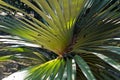 The commonest pandanus, Pandanus spiralis, Rio de Janeiro Royalty Free Stock Photo