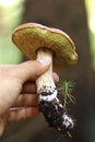 Commonly bay bolete in manÃÂ´s hand with earth and needle. Wonderful brown cap with interested yellow skin in form sponge. Imleria Royalty Free Stock Photo