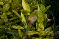 commonly called common milkweed, butterfly flower, silkweed, Royalty Free Stock Photo