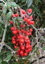 Deciduous Holly Royalty Free Stock Photo