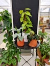 commonly called satin silver pothos or philodendron, is a popular