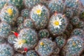 View of the blooming cactus Mammillaria Gracilis. Royalty Free Stock Photo
