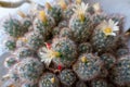 View of the blooming cactus Mammillaria Gracilis. Royalty Free Stock Photo