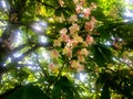 Commonly known as horse-chestnut Aesculus hippocastanum is a species of flowering plant in the soapberry and lychee family Sapinda Royalty Free Stock Photo