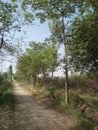 COTTON SILK TREE /CEIBA PENTANDRA/BOMBAX CEIBA