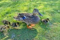 Duck and ducklings moving on the grass