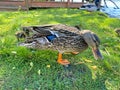 Duck and ducklings moving on the grass