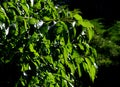 Commonly known as the Osage orange, horse apple, hedge, or hedge apple tree is a small deciduous tree or large shrub, typically gr