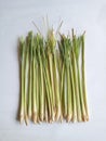 Cymbopogon citratus, commonly known as lemon grass, also known as Serai or Sereh in Indonesia.