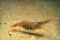 Commonn Prawn, palaemon serratus, Adult, Brittany