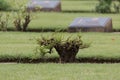 Commonwealth War Graves,Chungkai War Cemetery in Kanchanaburi Thailand