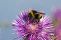 Commun Bee, polizating a Carpobrotus edulis, succulent plant, cr Royalty Free Stock Photo