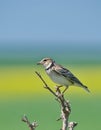 Calandra Lark Melanocorypha calandra