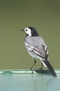 White Wagtail Motacilla alba