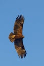 Greater Spotted Eagle Aquila clanga