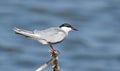 Whiskered Tern Chlidonias hybrida