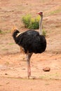 Commun Ostrich - Struthio camelus