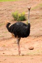 Commun Ostrich - Struthio camelus Royalty Free Stock Photo