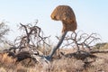 Communal bird nest on a dead tree in the Kgalagadi