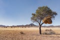 Nest of sociable weavers in Acacia tree, Namibrand nature reserve, Namibia, South Africa Royalty Free Stock Photo