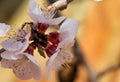 Communicating ants on a blossoming plum tree. Royalty Free Stock Photo