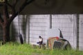 Illustration Photo, Gadget addicted, Sitting Man Holding Smartphone at swinging from used car tire in the yard Royalty Free Stock Photo