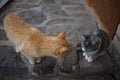Communication of two cats in the yard Royalty Free Stock Photo